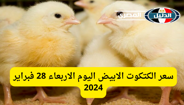 ‘‘ طبق البيض بكام ‘‘ أسعار الكتاكيت والفراخ البيضاء اليوم 28 / 2 / 2024 في بورصة الدواجن