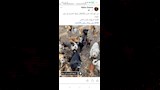 الكلاب الضالة (1)